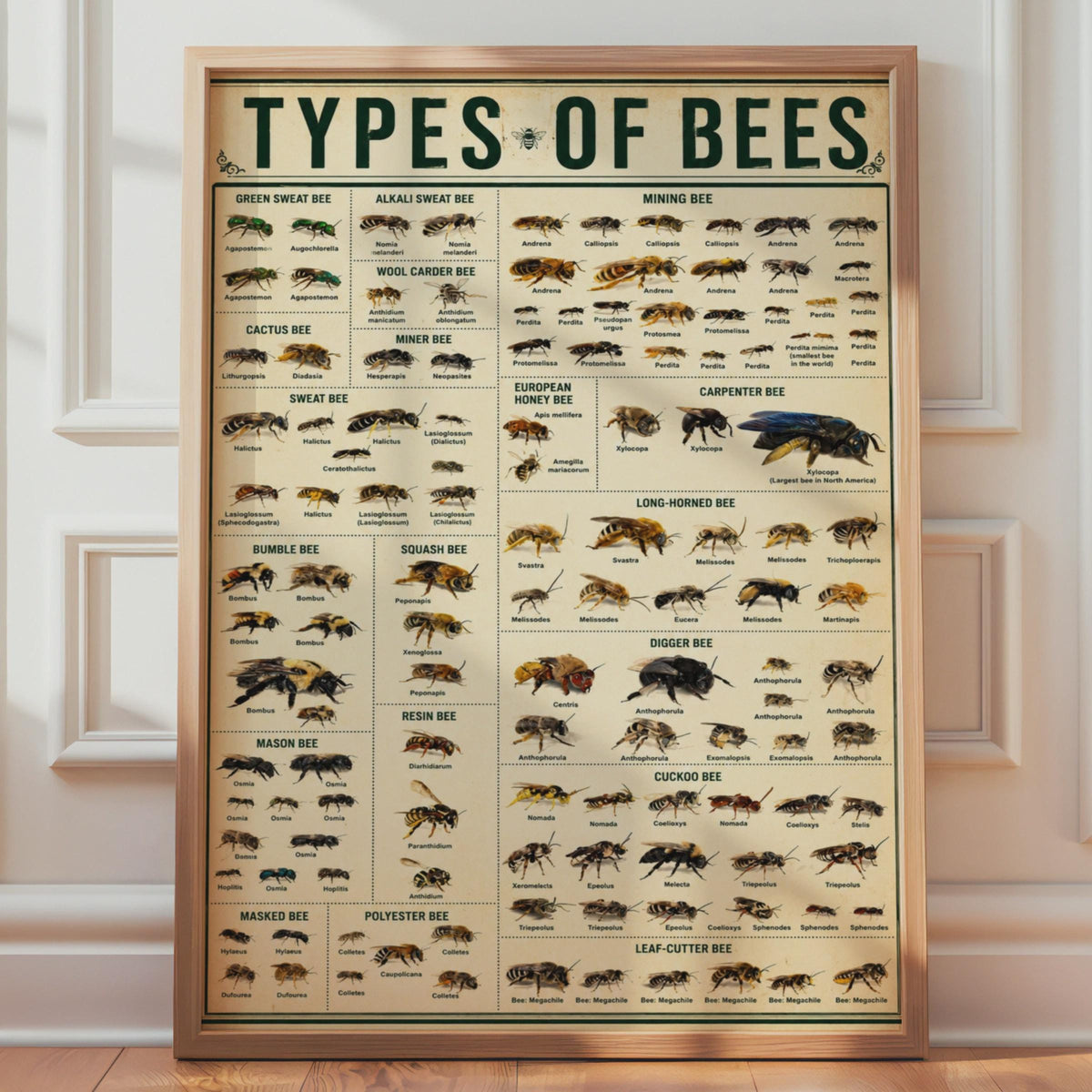 Bee Species Identification Chart Poster, Entomology Wall Art Print (Physical)