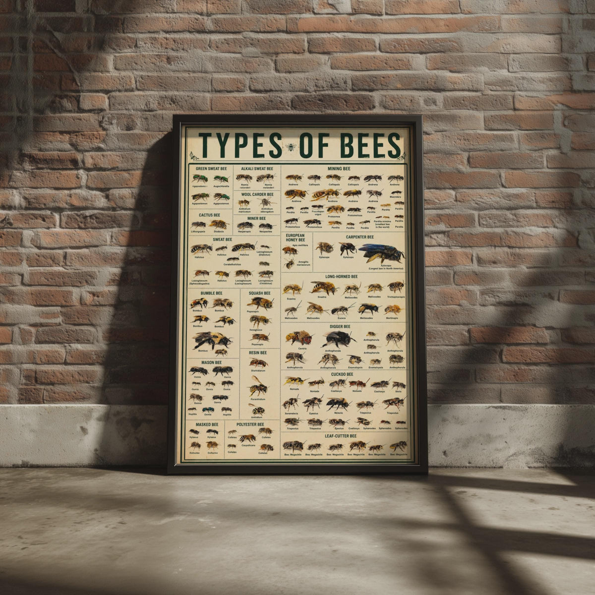 Bee Species Identification Chart Poster, Entomology Wall Art Print (Physical)