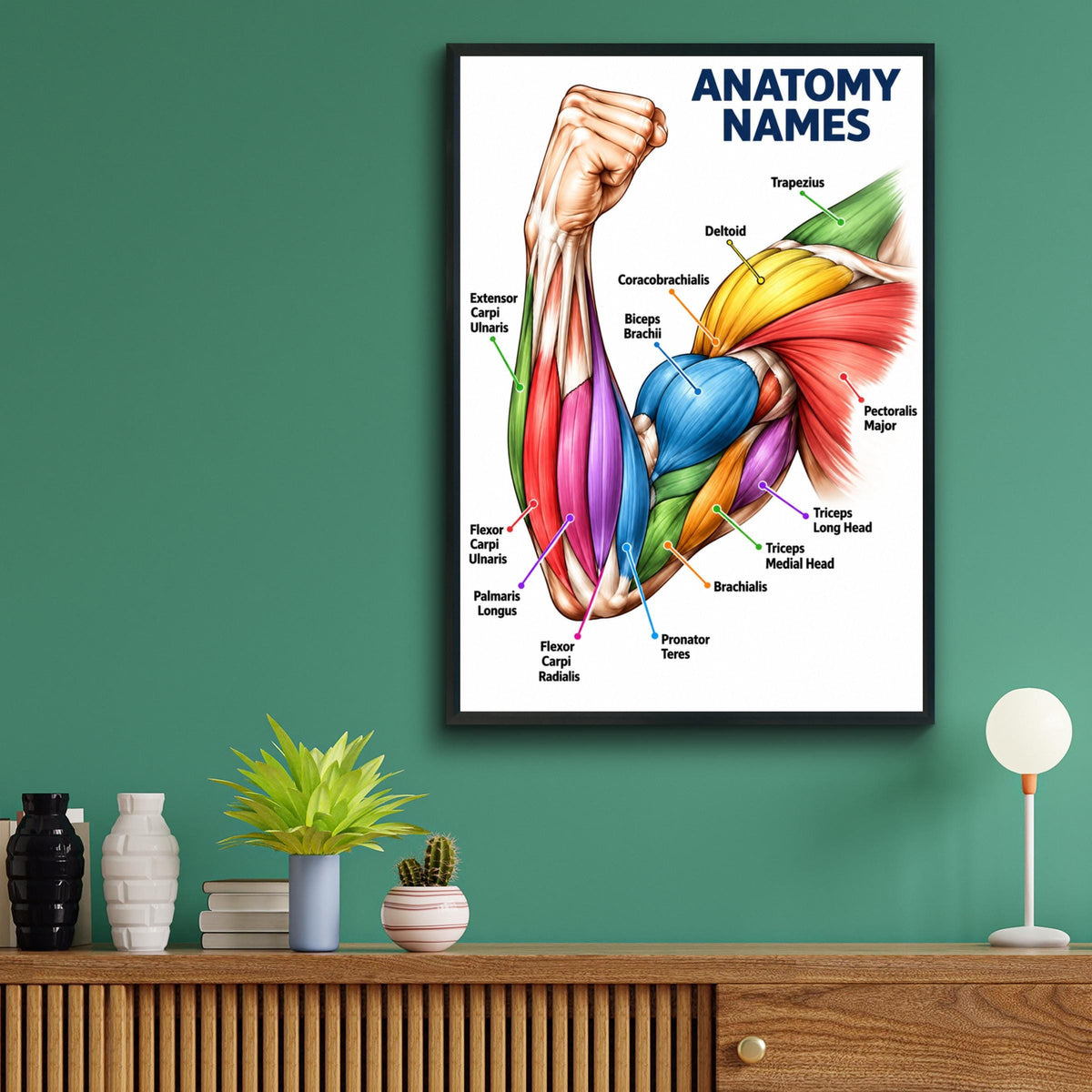 Arm Muscles Anatomy Poster, Muscle Names Chart, Biceps Triceps Deltoid, Medical Education Wall Art