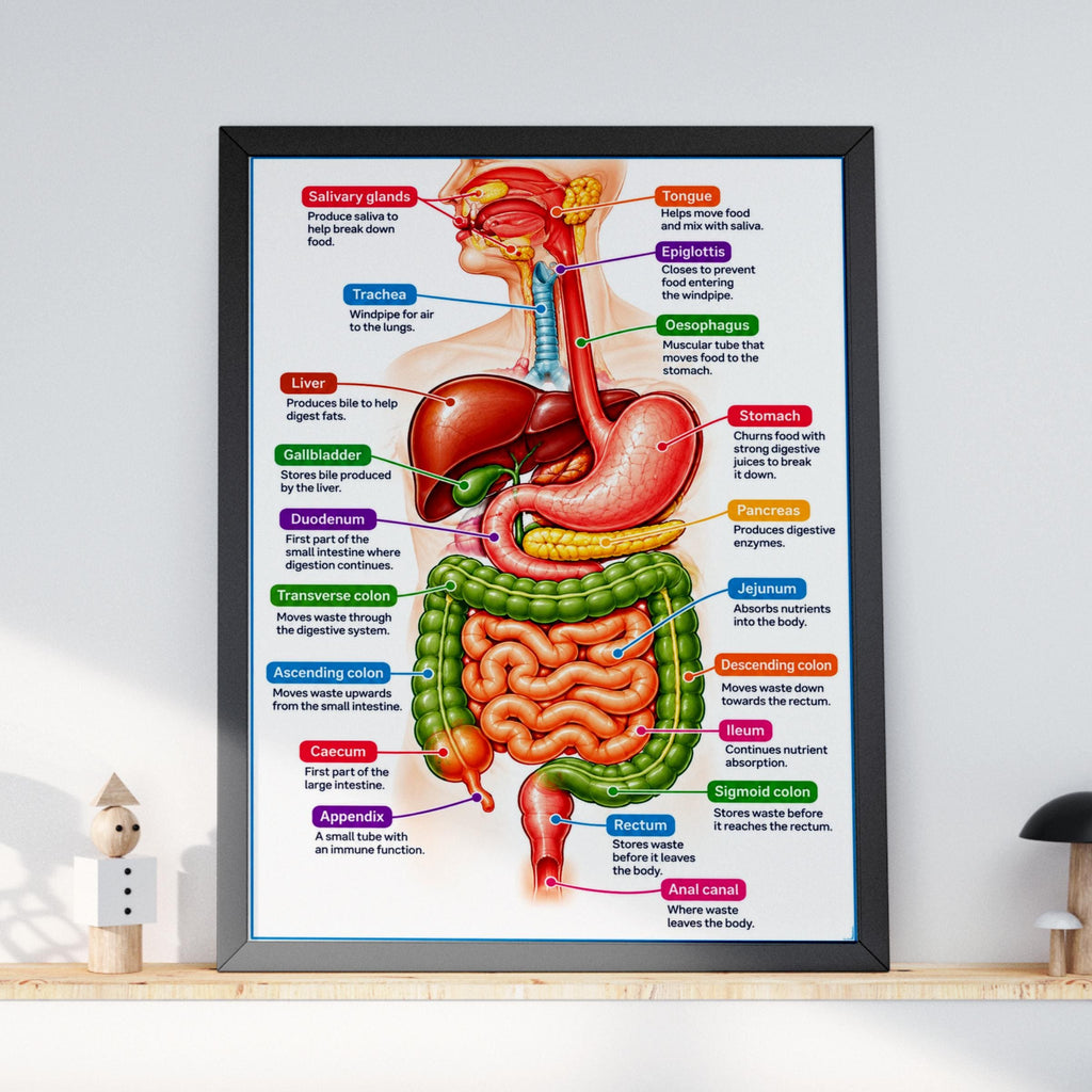 Digestive System Anatomy Poster, Labelled Human Body Chart, Educational Wall Art, Biology Print