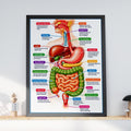 Digestive System Anatomy Poster, Labelled Human Body Chart, Educational Wall Art, Biology Print