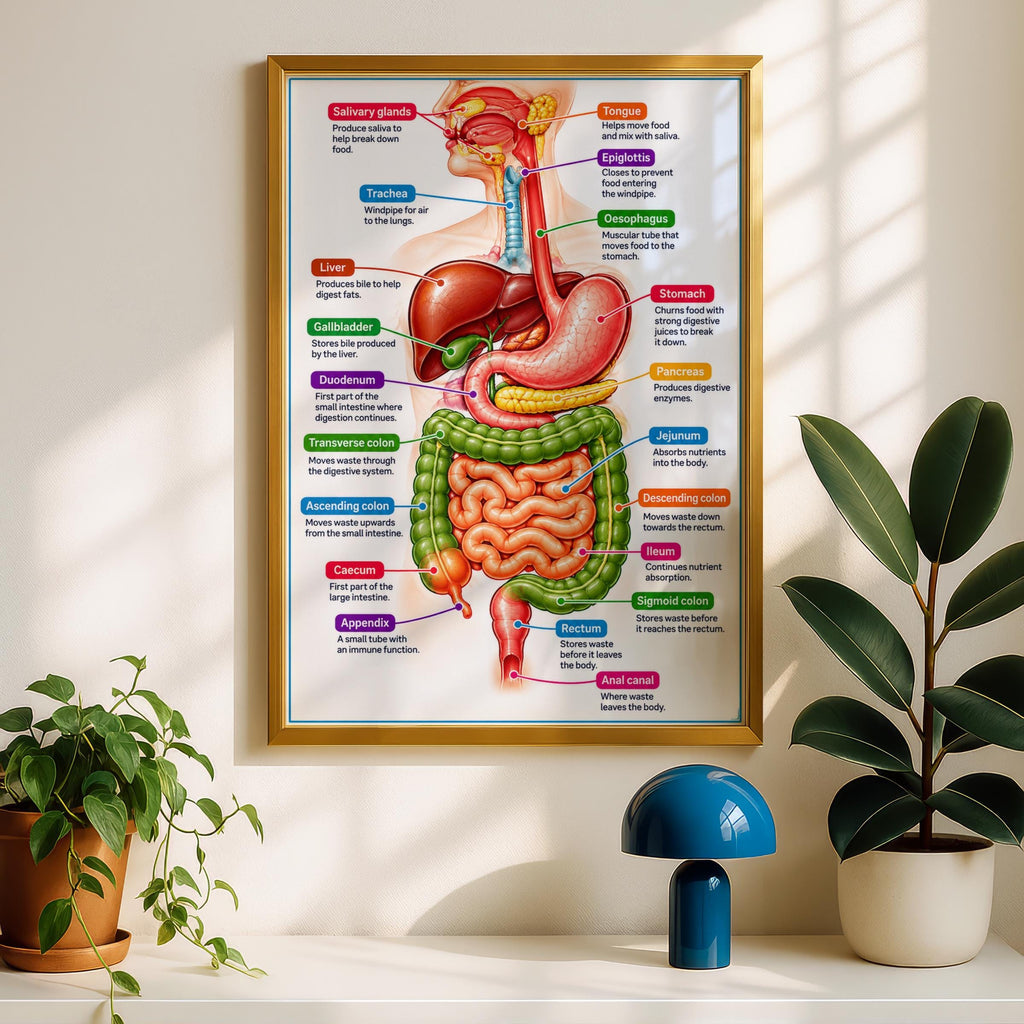 Digestive System Anatomy Poster, Labelled Human Body Chart, Educational Wall Art, Biology Print