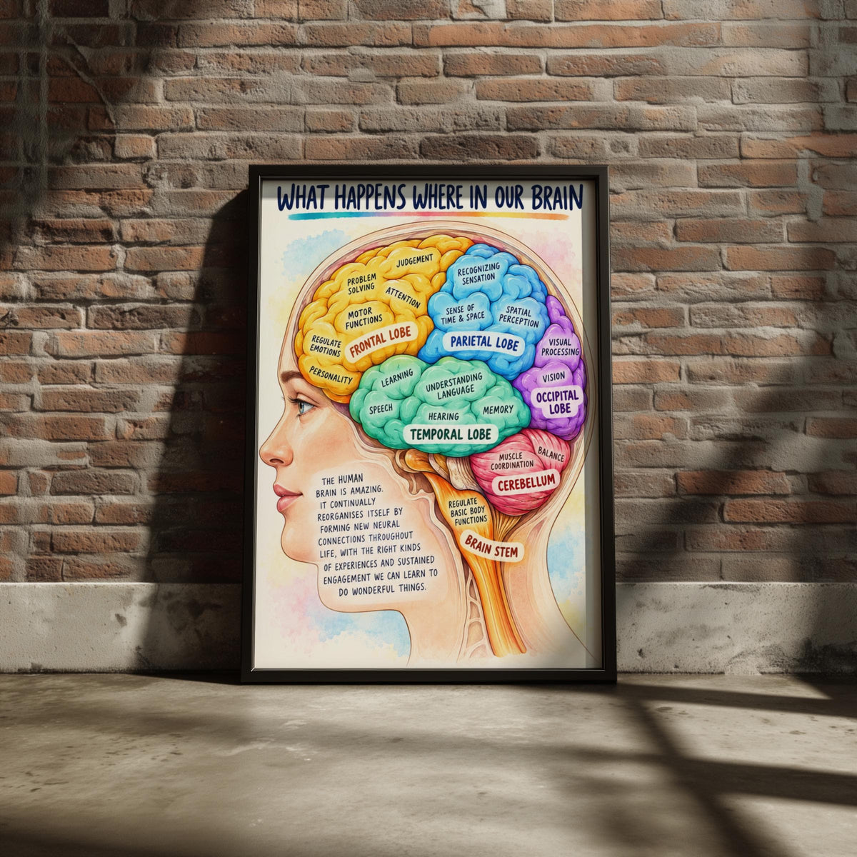Brain Anatomy Poster, Colourful Lobes Diagram, Neuroscience Classroom Wall Art, Psychology Print