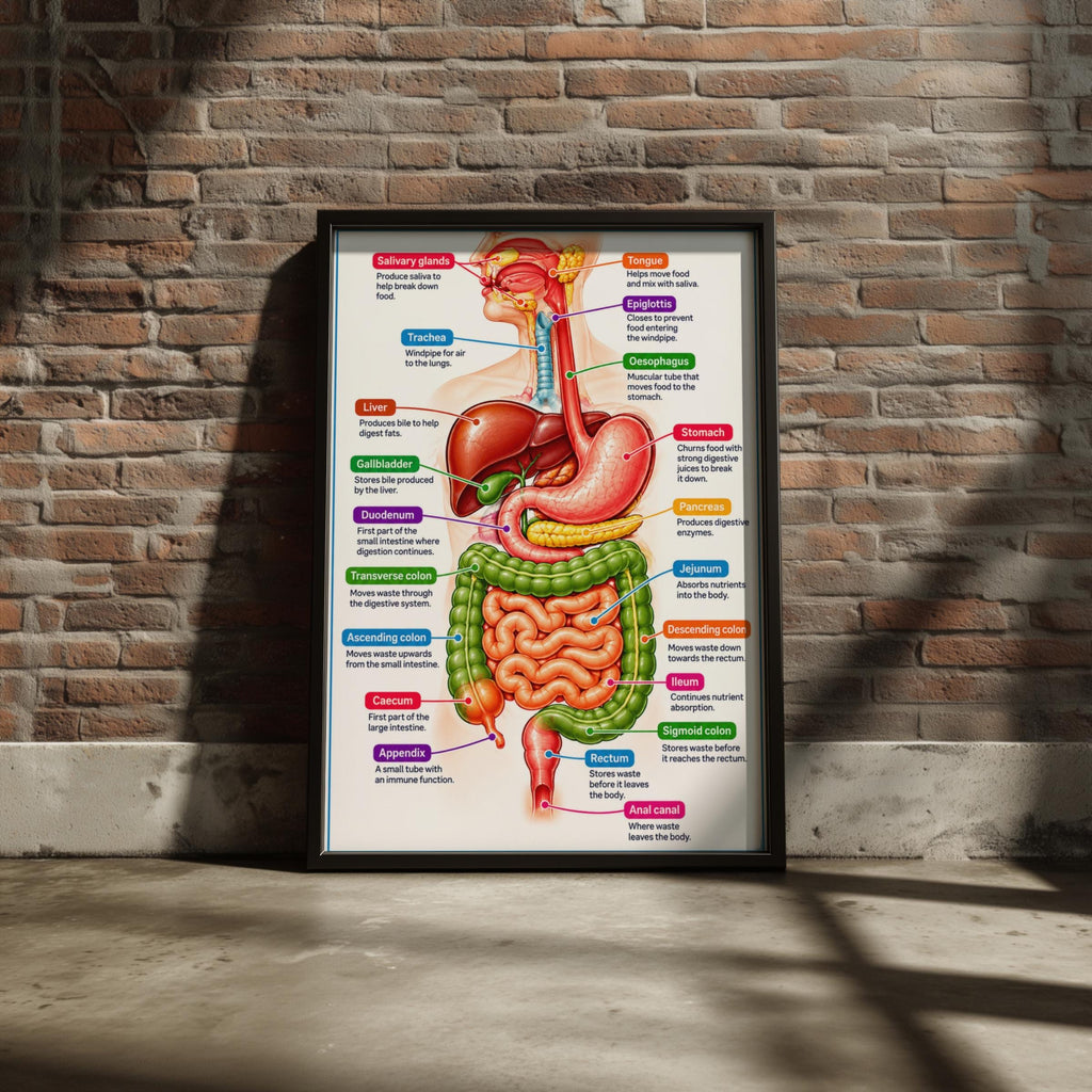 Digestive System Anatomy Poster, Labelled Human Body Chart, Educational Wall Art, Biology Print