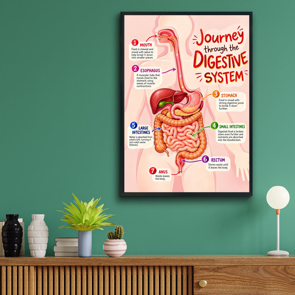 Digestive System Poster, Human Anatomy Educational Wall Art, Biology Classroom Chart, Science Print