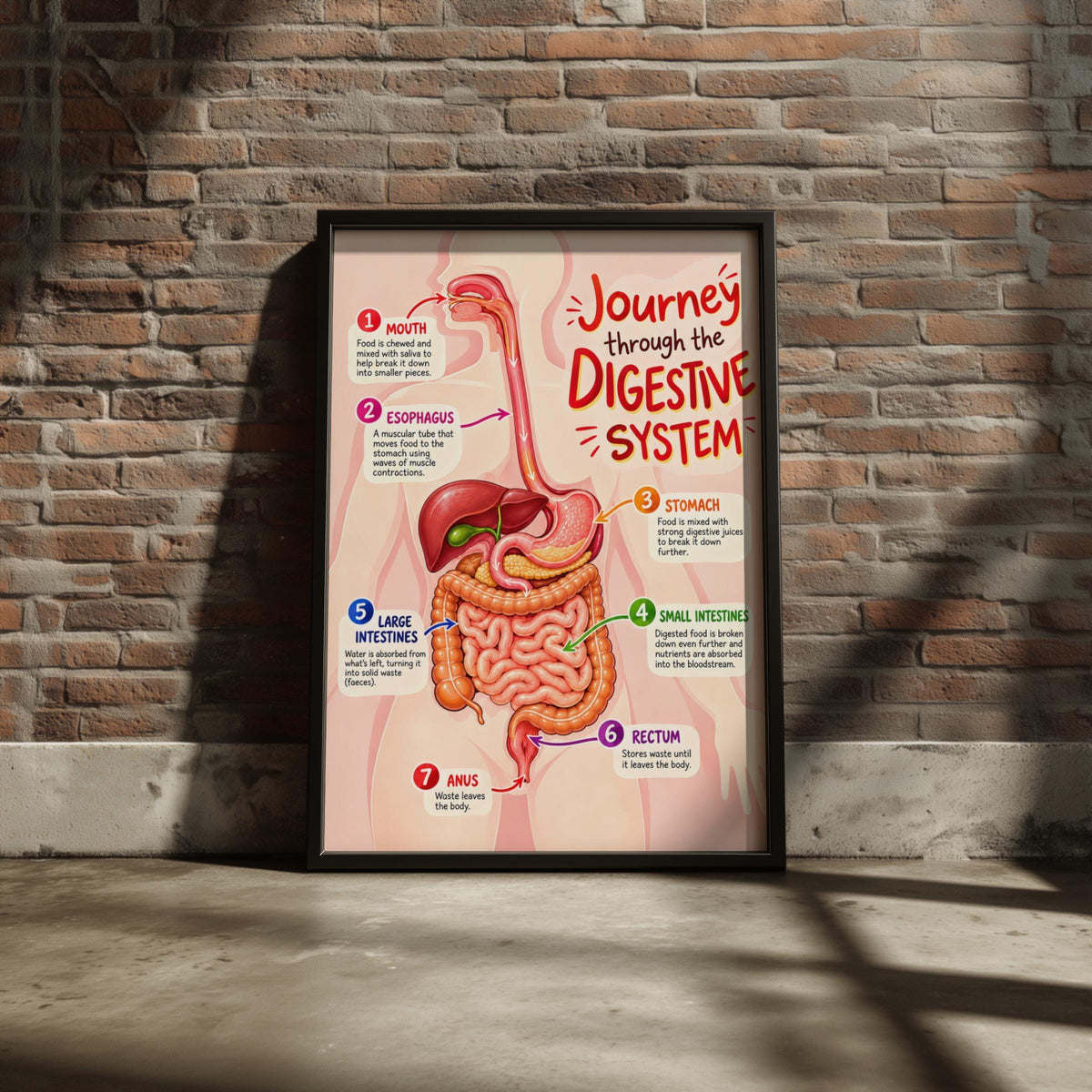 Digestive System Poster, Human Anatomy Educational Wall Art, Biology Classroom Chart, Science Print