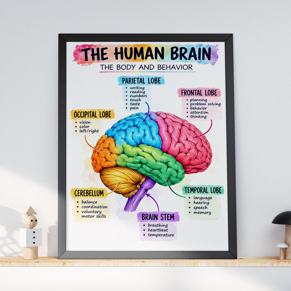 Human Brain Anatomy Poster, Colourful Educational Wall Art, Neuroscience Print, Classroom
