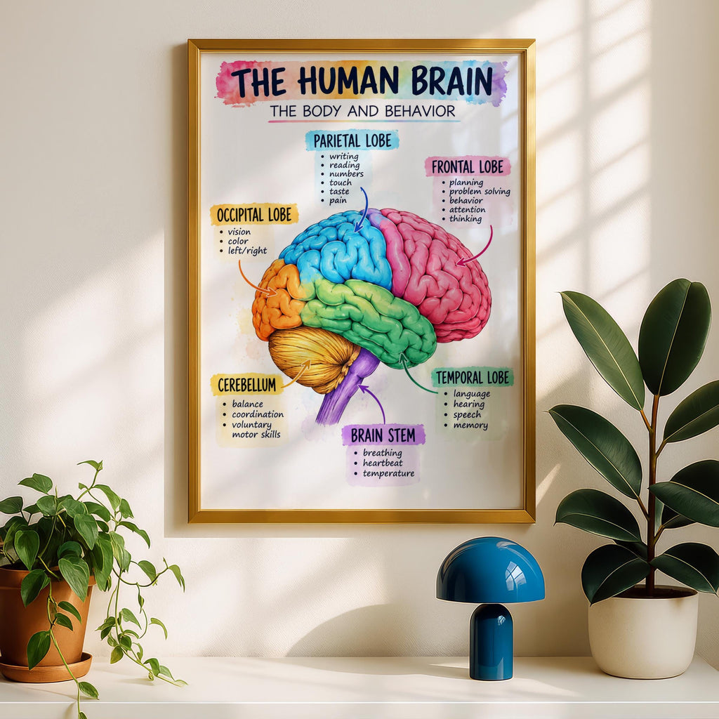 Human Brain Anatomy Poster, Colourful Educational Wall Art, Neuroscience Print, Classroom