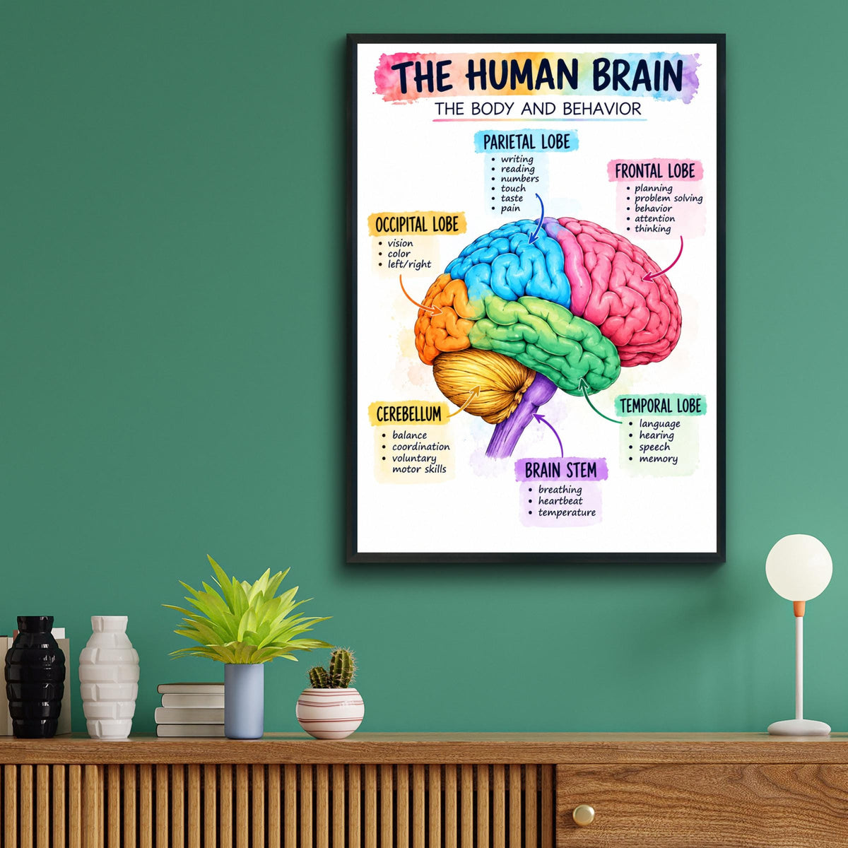 Human Brain Anatomy Poster, Colourful Educational Wall Art, Neuroscience Print, Classroom
