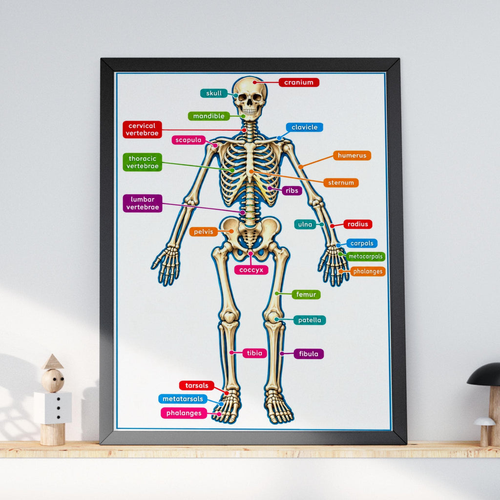 Human Skeleton Anatomy Poster, Labelled Bones Chart, Educational Biology Wall Art for Classroom