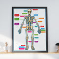 Human Skeleton Anatomy Poster, Labelled Bones Chart, Educational Biology Wall Art for Classroom