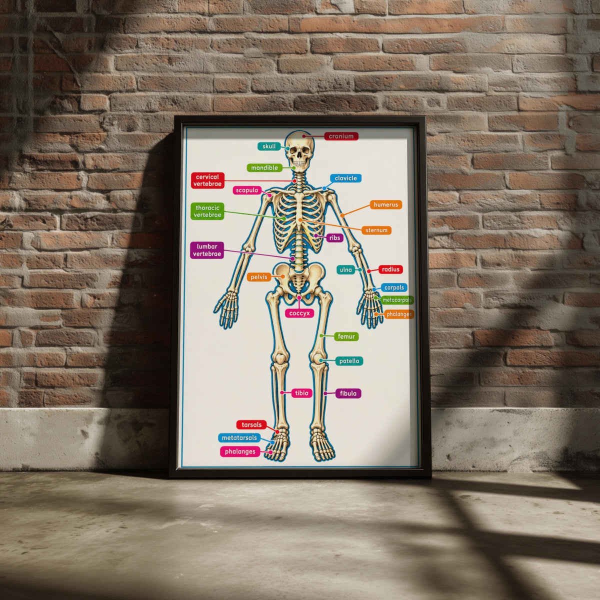 Human Skeleton Anatomy Poster, Labelled Bones Chart, Educational Biology Wall Art for Classroom
