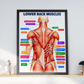 Lower Back Muscles Anatomy Poster, Human Muscle Chart, Physiotherapy Clinic Wall Art, Gym Decor