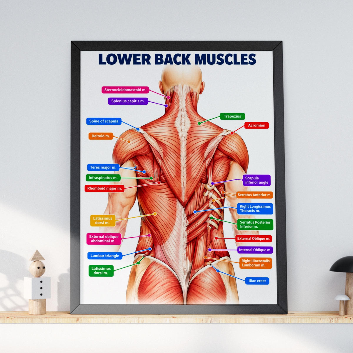 Lower Back Muscles Anatomy Poster, Human Muscle Chart, Physiotherapy Clinic Wall Art, Gym Decor