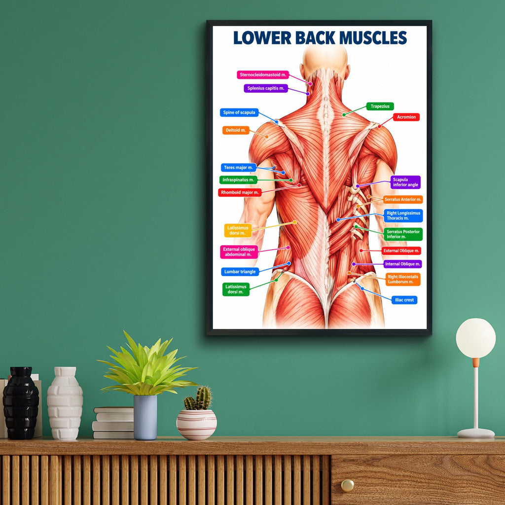 Lower Back Muscles Anatomy Poster, Human Muscle Chart, Physiotherapy Clinic Wall Art, Gym Decor