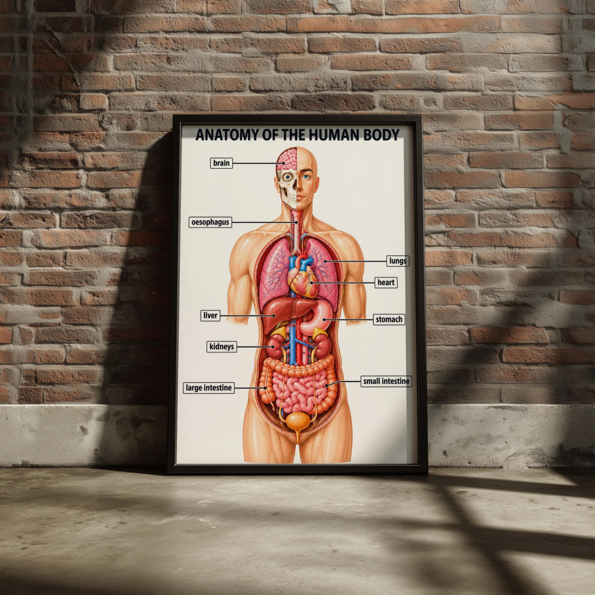 Human Anatomy Poster, Educational Body Organs Chart, Medical Classroom Wall Art, Science Print