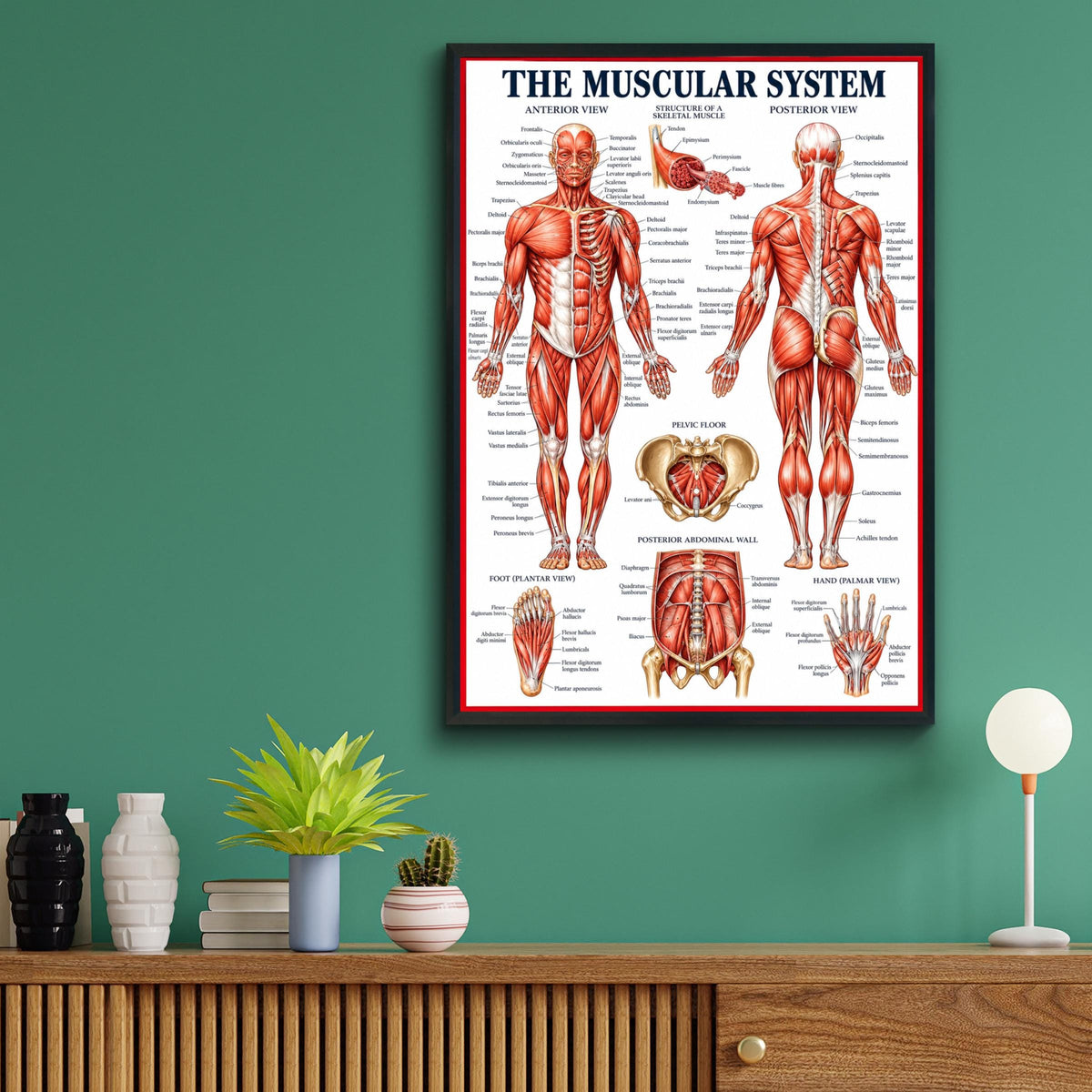 Muscular System Anatomy Poster, Human Body Muscle Chart, Medical Wall Art Print