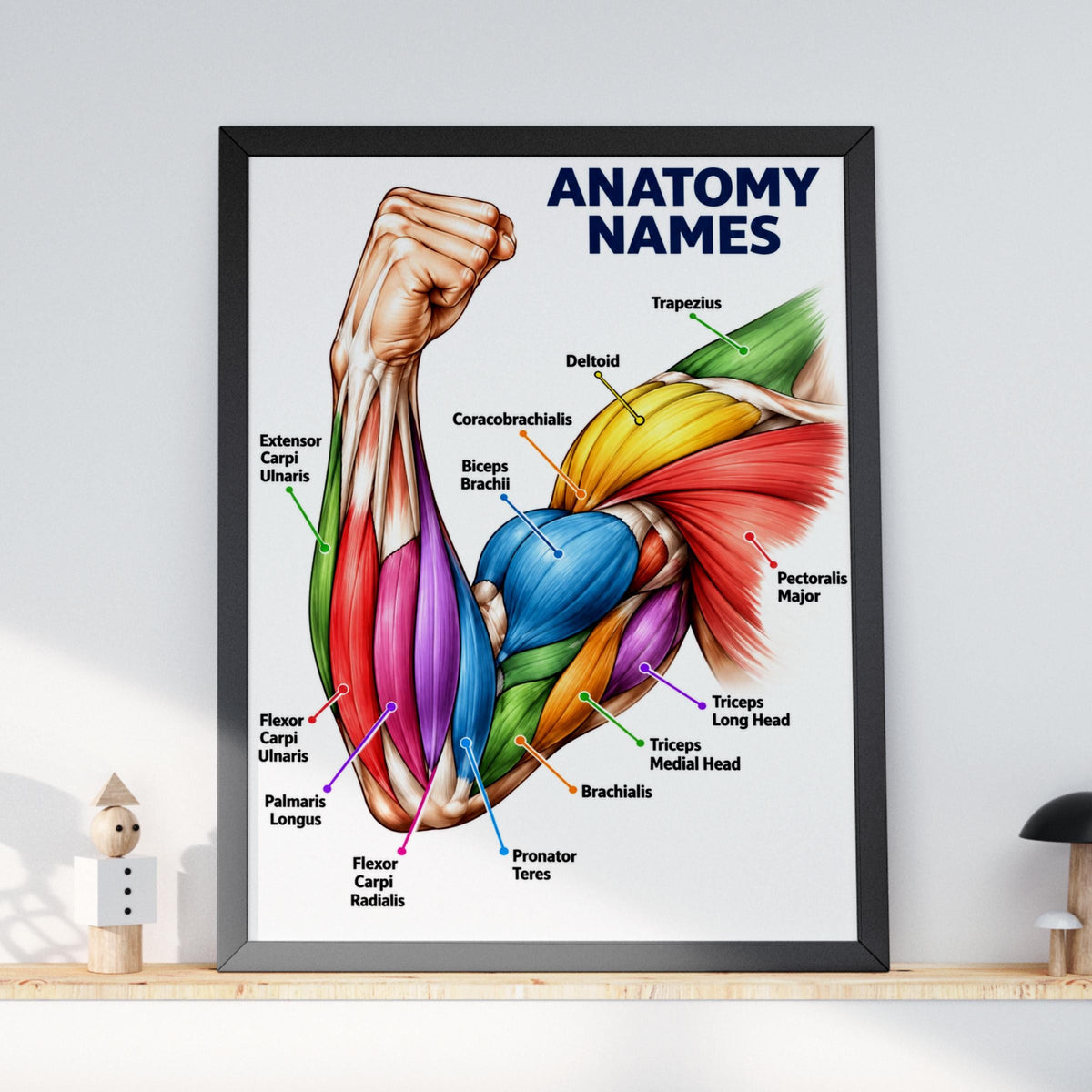 Arm Muscles Anatomy Poster, Muscle Names Chart, Biceps Triceps Deltoid, Medical Education Wall Art
