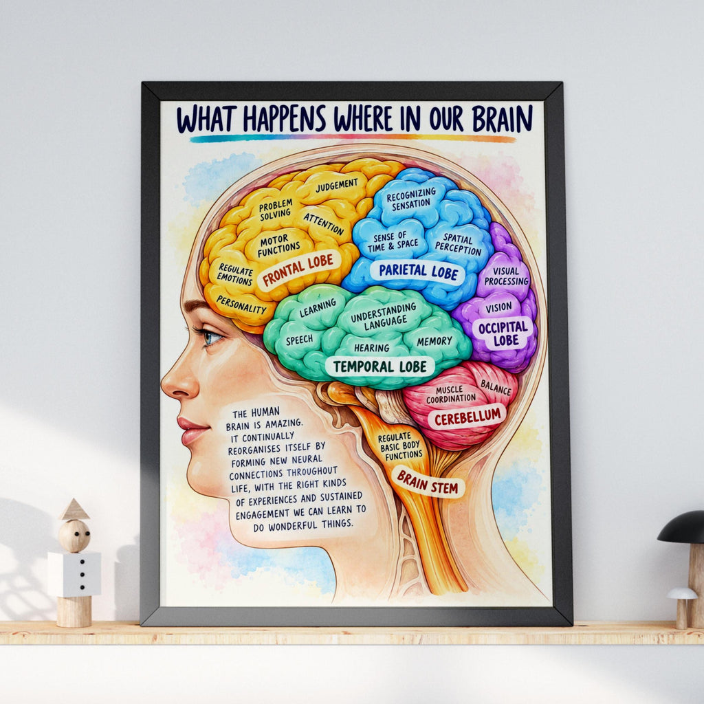 Brain Anatomy Poster, Colourful Lobes Diagram, Neuroscience Classroom Wall Art, Psychology Print