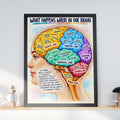Brain Anatomy Poster, Colourful Lobes Diagram, Neuroscience Classroom Wall Art, Psychology Print