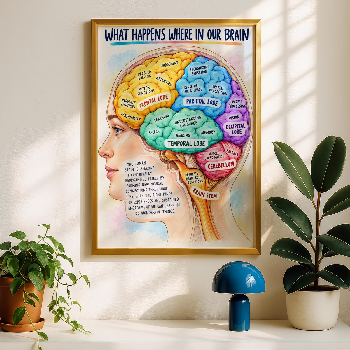 Brain Anatomy Poster, Colourful Lobes Diagram, Neuroscience Classroom Wall Art, Psychology Print