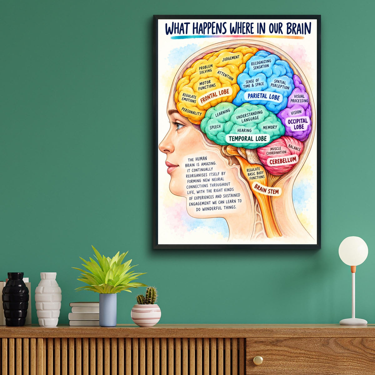 Brain Anatomy Poster, Colourful Lobes Diagram, Neuroscience Classroom Wall Art, Psychology Print