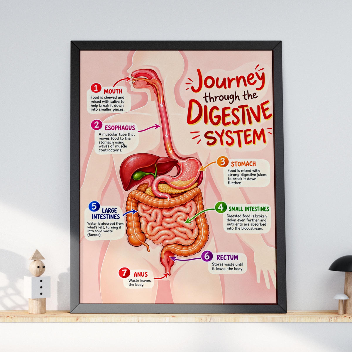 Digestive System Poster, Human Anatomy Educational Wall Art, Biology Classroom Chart, Science Print