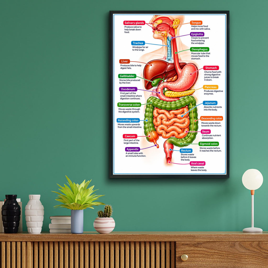 Digestive System Anatomy Poster, Labelled Human Body Chart, Educational Wall Art, Biology Print