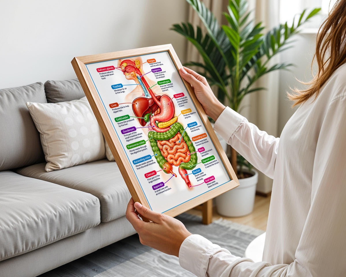 Digestive System Anatomy Poster, Labelled Human Body Chart, Educational Wall Art, Biology Print