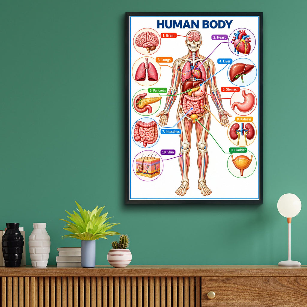 Human Body Anatomy Poster, Educational Organs Chart, Classroom Science Wall Art, Biology Print