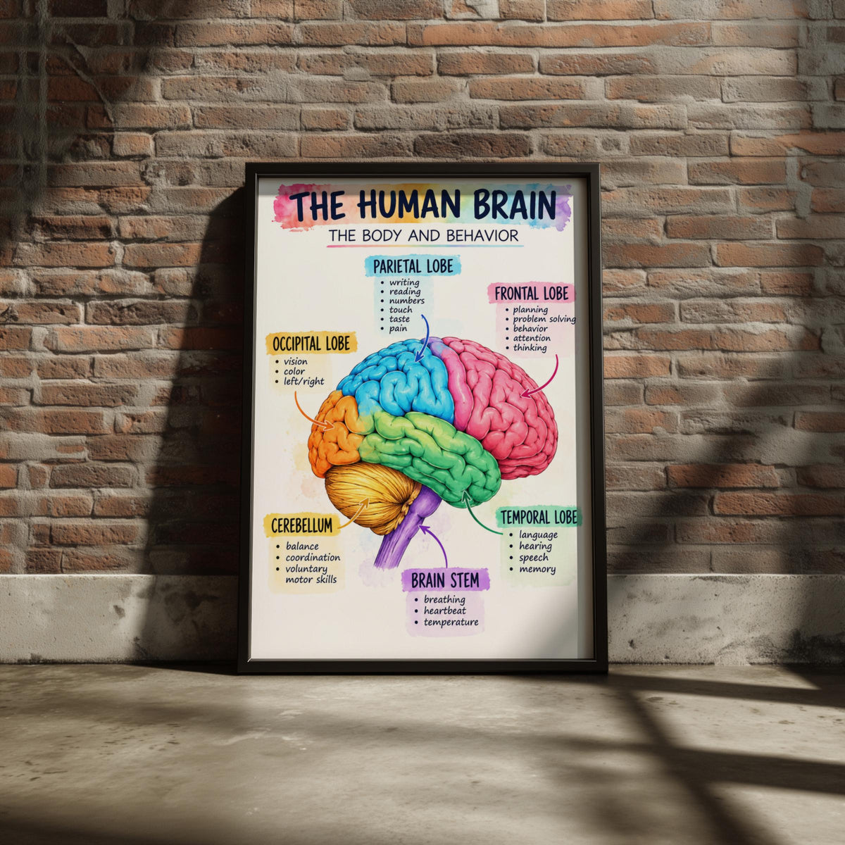 Human Brain Anatomy Poster, Colourful Educational Wall Art, Neuroscience Print, Classroom