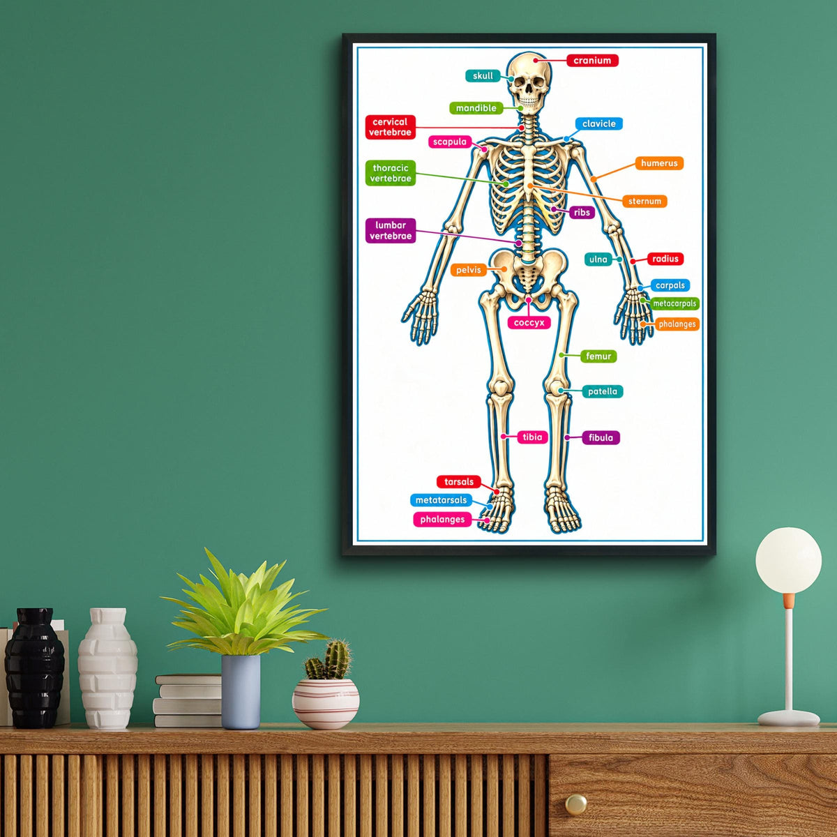 Human Skeleton Anatomy Poster, Labelled Bones Chart, Educational Biology Wall Art for Classroom
