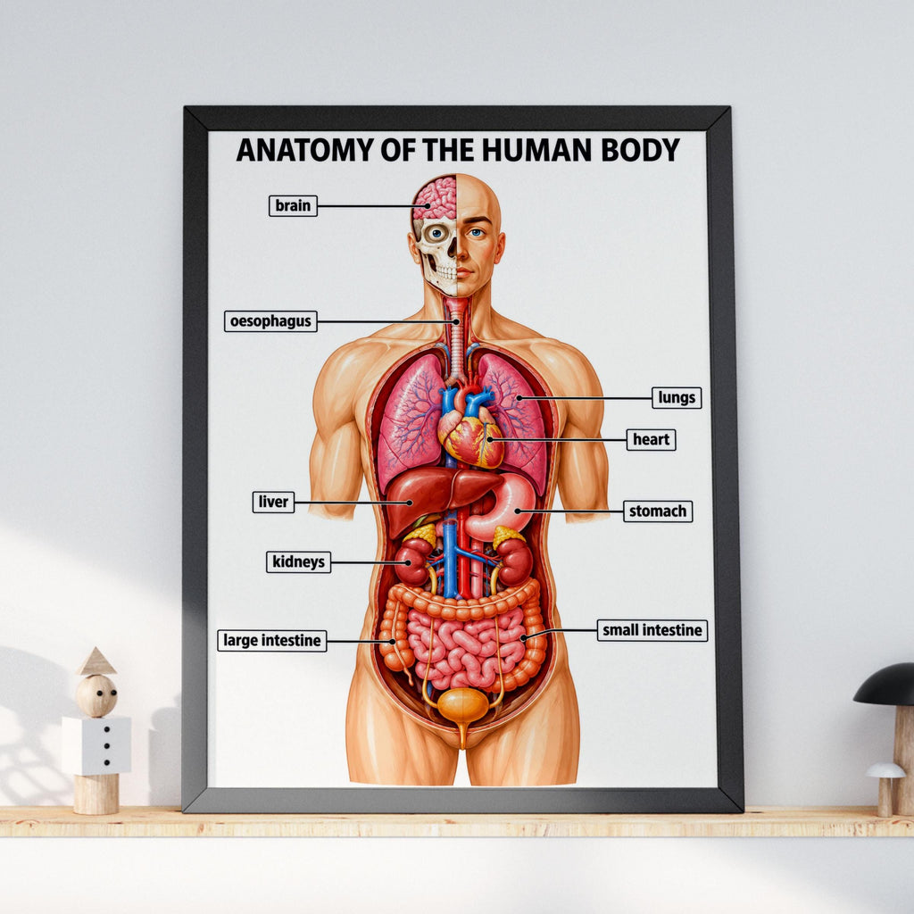 Human Anatomy Poster, Educational Body Organs Chart, Medical Classroom Wall Art, Science Print