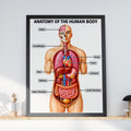 Human Anatomy Poster, Educational Body Organs Chart, Medical Classroom Wall Art, Science Print
