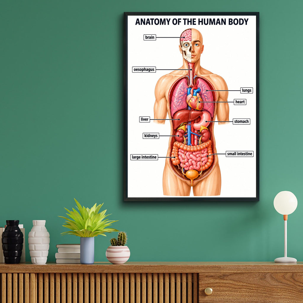 Human Anatomy Poster, Educational Body Organs Chart, Medical Classroom Wall Art, Science Print
