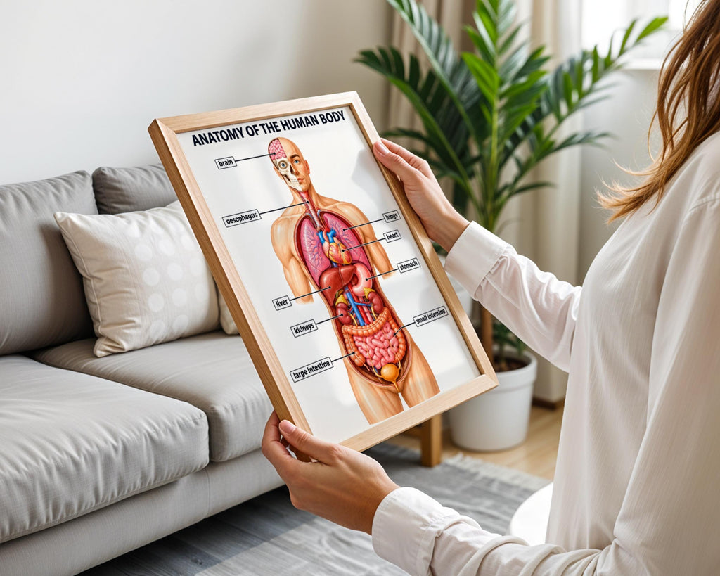 Human Anatomy Poster, Educational Body Organs Chart, Medical Classroom Wall Art, Science Print